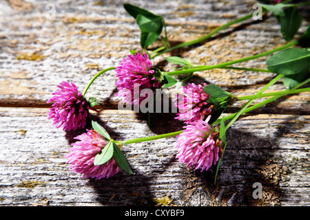 Blumen von Rotklee (Trifolium Pratense) auf eine Holzoberfläche Stockfoto