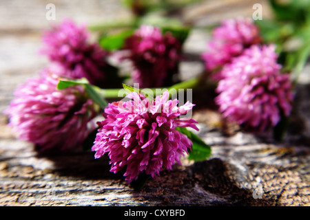 Blumen von Rotklee (Trifolium Pratense) auf eine Holzoberfläche Stockfoto