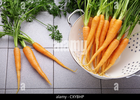 Frische Karotten, Möhren in ein Sieb Stockfoto