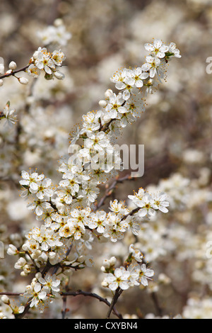 Blühende Blackthorn oder Schlehe (Prunus Spinosa) Stockfoto