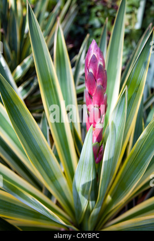 Yucca Filamentosa - Nadel Knospe vor Eröffnung in Blumen Stockfoto