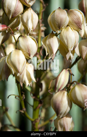 Yucca Filamentosa - Stamm der Blumen Stockfoto