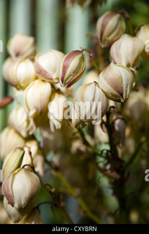 Yucca Filamentosa - Stamm der Blumen Stockfoto