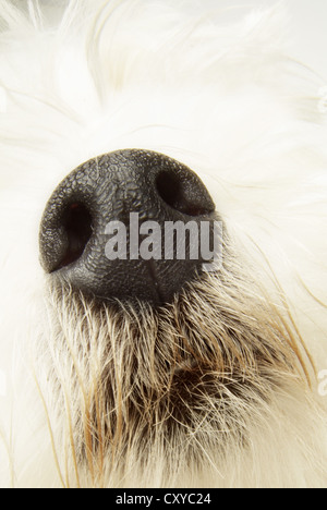 Nahaufnahme von einen Hunde Nase, West Highland White Terrier, Geruchssinn Stockfoto