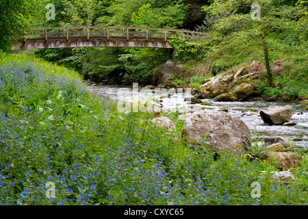 Glockenblumen auf Lynmouth, Watersmeet entlang der Fluss Lyn in Devon, England. Stockfoto