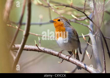 Robin (Erithacus Rubecula), thront Gesang auf Zweig, Bayern Stockfoto