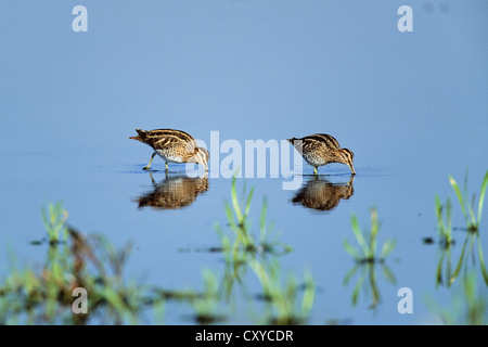 Zwei gemeinsame Snipes (Gallinago), Vogel des Jahres 2013, Rieselfelder, Münster, Nordrhein-Westfalen Stockfoto