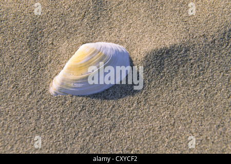 Schale in den Sand am Strand, Soft-Shell Clam (Mya Arenaria), Nordsee Stockfoto