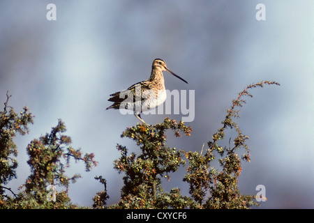 Bekassine (Gallinago), Vogel des Jahres 2013, thront auf einem Aussichtspunkt, Wacholder, Oeland, Schweden, Europa Stockfoto