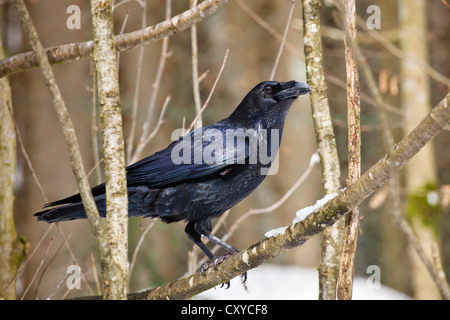 Kolkrabe (Corvus Corax) in die Berge, Bayerischer Wald, Niederbayern Stockfoto