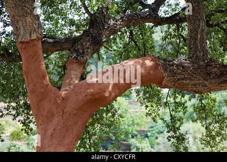 Kork-Eiche (Quercus Suber), Algarve, Portugal Stockfoto