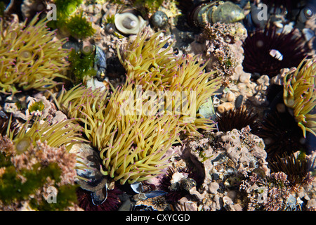 Snakelocks Anemone (Anemonia Sulcata), tide Pool, Algarve, Atlantik, Portugal, Europa Stockfoto