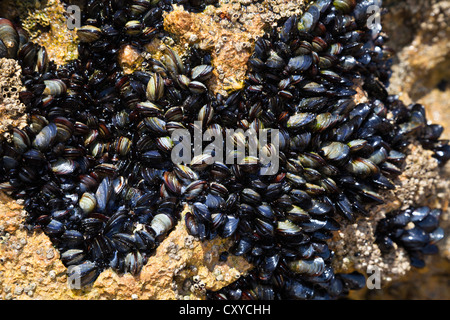 Blauer Miesmuscheln (Mytilus Edulis), Algarve, Portugal, Europa Stockfoto