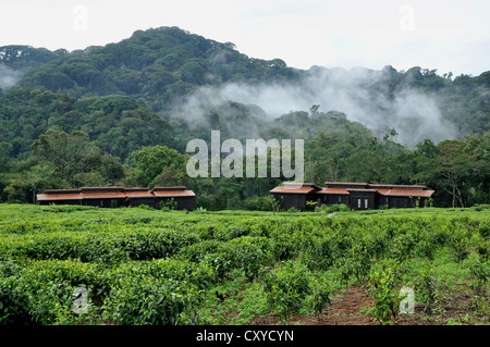 Chalets des Nyungwe Forest Lodge, Nyungwe Nationalpark, Ruanda, Afrika Stockfoto