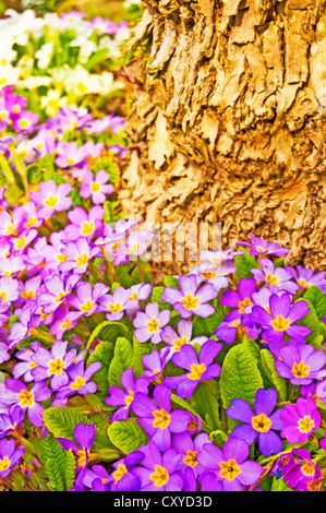 Primeln im Garten Stockfoto