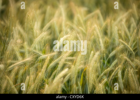 Semi-Reifen Gerstenfeld (Hordeum Vulgare), Baden-Württemberg Stockfoto