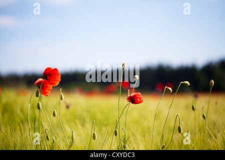 Mohn (Papaver) am Rande eines Feldes Stockfoto