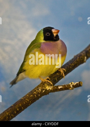 Prachtfinkenart Finch (Erythrura Gouldiae) Stockfoto