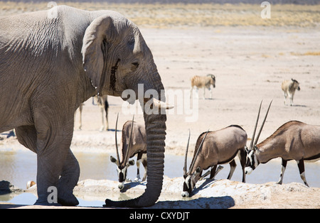 Afrikanischer Elefant (Loxodonta Africana) und Seerobben oder Gemsbucks (Oryx Gazella) an Nebrowni Wasserstelle, Etosha Nationalpark Stockfoto