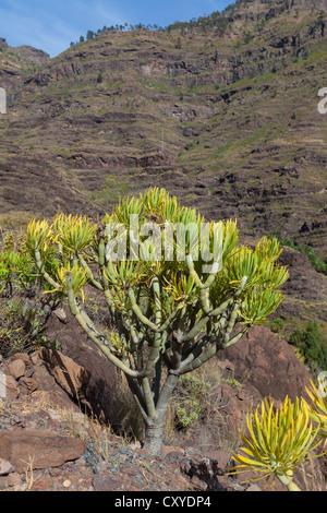 Bergkette und eine Euphorbia Busch (Euphorbia SP.), El Pie De La Cuesta, Roque Bentaiga, Gran Canaria, Kanarische Inseln, Spanien Stockfoto