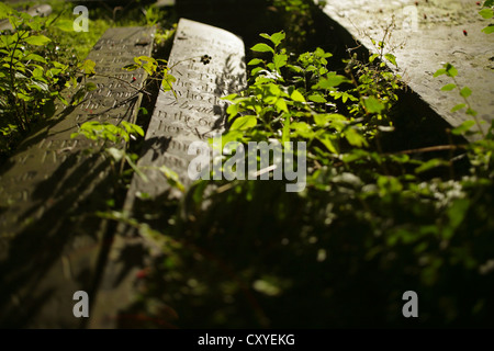 Rissig, überwucherten Grabstein in St. Marien Kirchhof, Beddgelert, Snowdonia, Gwynedd, Nordwales. Stockfoto