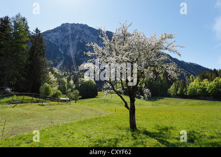 Blühender Apfelbaum und Mt Rauschbergs, Ruhpolding, Chiemgauer Alpen, Chiemgau Region, Bayern, Oberbayern Stockfoto