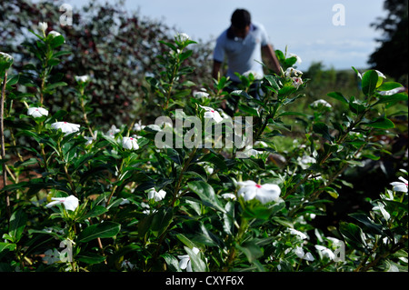 Garten Sie für Heilpflanzen, Naturheilkunde, Dorf, Comunidad Vy'a Renda, Distrito Curuguaty, Departamento Canindeyu Stockfoto