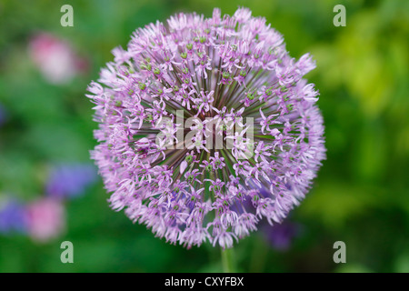 Blühende Zwiebeln (Allium Aflatunense), Gartenpflanze, Bayern Stockfoto