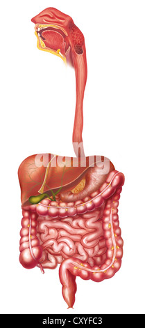 Anatomie des Verdauungssystems Stockfoto