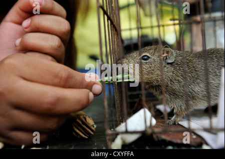 Hand eines Mädchens Fütterung eine Baumwoll-Ratte (Sigmodon SP.) in einem Käfig, Dorf Onedi, Pilaga Ureinwohner Gran Chaco Stockfoto