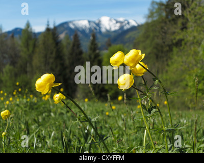 Trollblume (Trollblume Europaeus), Tegernseer Tal, Bayern, Oberbayern Stockfoto