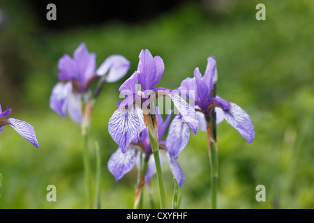 Sibirische Schwertlilie (Iris Sibirica), Steiermark, Österreich, Europa Stockfoto