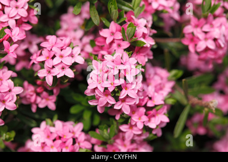 Girlande Blume oder Rose Daphne (Daphne Cneorum), Steiermark, Austria, Europe Stockfoto