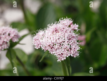 Berg-Baldrian (Valeriana Montana), Steiermark, Österreich, Europa Stockfoto