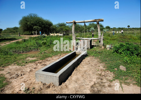 Rinder, die Bewässerung Tank im Hof der Familie Kleinbetrieb, Gran Chaco, Santiago del Estero Provinz, Argentinien, Südamerika Stockfoto