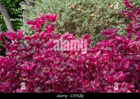 Iresine Herbstii wächst im Botanischen Garten Cap Roig Stockfoto