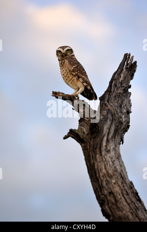 Chaco Eule (Strix Chacoensis), auf ein toter Baum, Provinz Chaco, Argentinien-Südamerika Stockfoto
