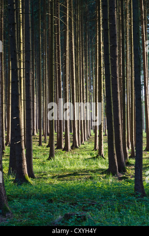 Stämme der Bäume in einen dichten Wald, Andechs, Bayern Stockfoto