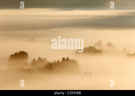 Morgennebel über Loisach Moor oder Loisach-Kochelsee-Moor, Thuringia Land/Region, Bayern, Oberbayern Stockfoto