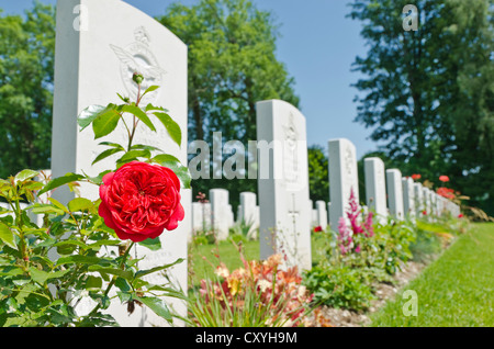 Rote rose, Durnbach Soldatenfriedhof, die letzte Ruhestätte für 2960 Soldaten im 2. Weltkrieg, Duernbach, Gmund bin Tegernsee Stockfoto