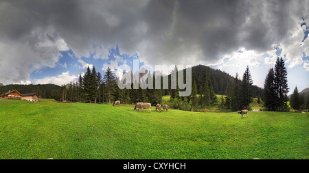 Kühe auf der Weide, Zanser Alm Alp nach einem Gewitter Geisler Gruppe, Santa Maddalena Villnoesstal-Tal Stockfoto