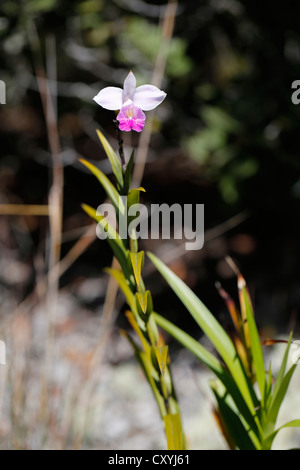 Bambus Orchidee (Arundina Graminifolia), Big Island, Hawaii, USA Stockfoto