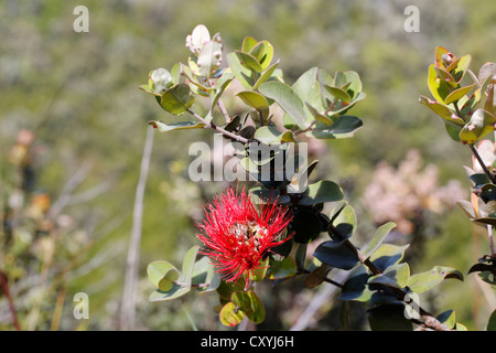 Ohia Lehua Blüten (Metrosideros Polymorpha), Hawaiʻi-Volcanoes-Nationalpark, Hawaii, USA Stockfoto