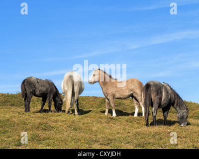 Vier Welsh Mountain Ponys Weiden auf Tal y Fan am Rand des Carneddau im Snowdonia-Nationalpark Upland, Conwy, North Wales, UK Stockfoto