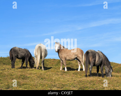 Vier Welsh Mountain Ponys Weiden auf Tal y Fan am Rand des Carneddau im Snowdonia-Nationalpark Upland, Conwy, North Wales, UK Stockfoto