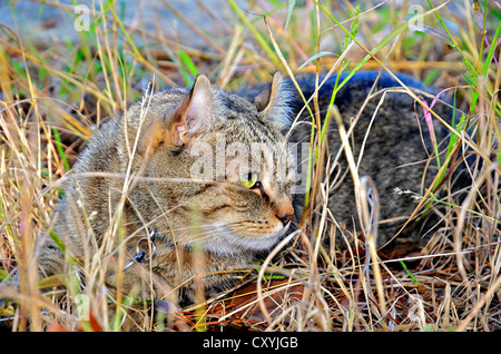 Highlander Lynx Katze in die hohe Gräser, die versuchen, während der Jagd zu verbergen. Stockfoto