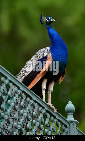 Indischen Pfauen oder blaue Pfauen (Pavo Cristatus), thront männlich auf Zaun, Stuttgart, Baden-Württemberg Stockfoto