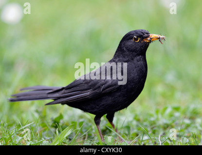 Amsel (Turdus Merula), Männlich, sammeln von Insekten im Schnabel Stockfoto