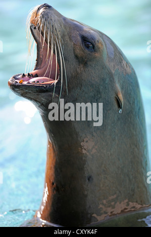 Kalifornische Seelöwe (Zalophus Californianus), mit der Aufforderung, Stuttgart, Baden-Württemberg Stockfoto