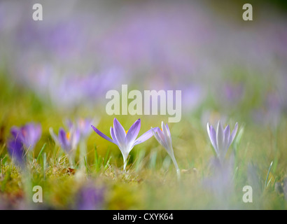 Frühling Krokusse (Crocus Albiflorus), Stuttgart, Baden-Württemberg, PublicGround Stockfoto